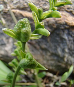 Caryophyllaceae