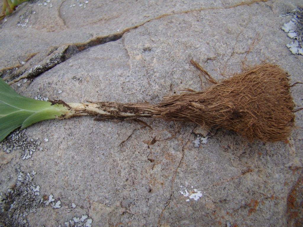 Caryophyllaceae