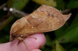 Dendrolimus spectabilis
