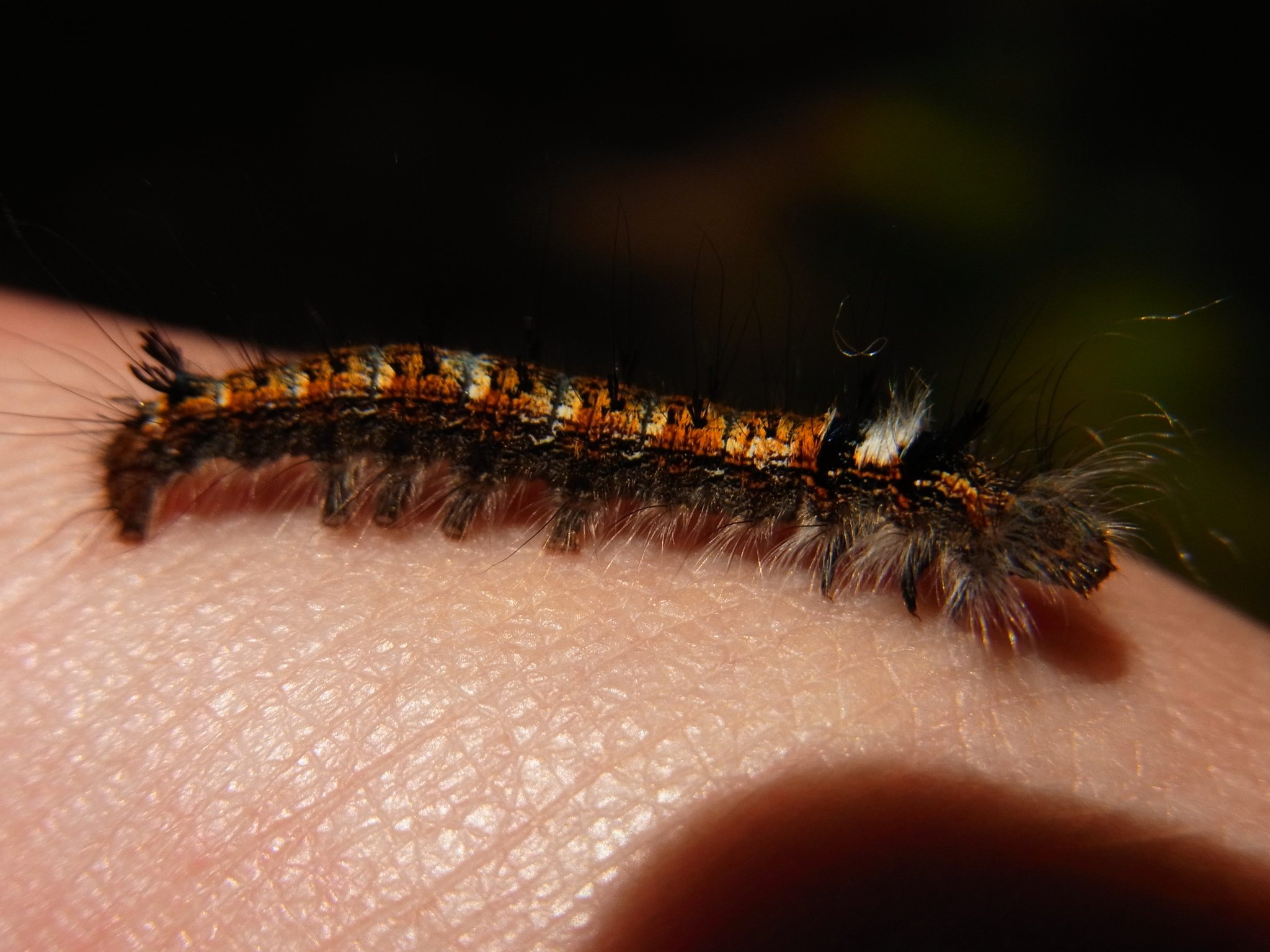 Dendrolimus spectabilis