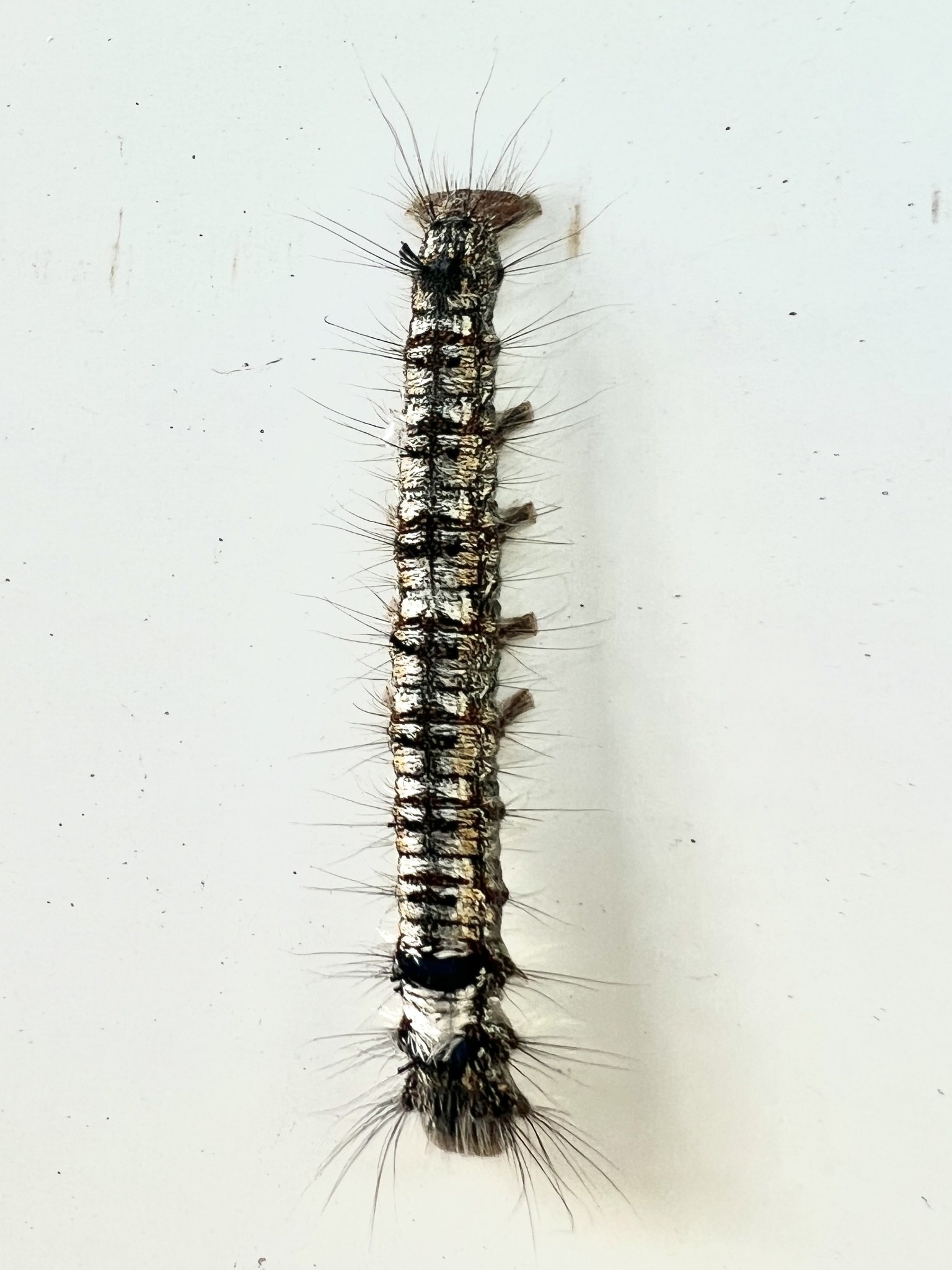 Dendrolimus spectabilis