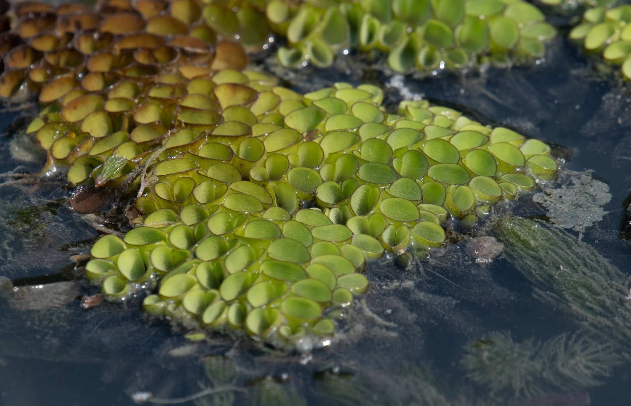 Salvinia cucullata