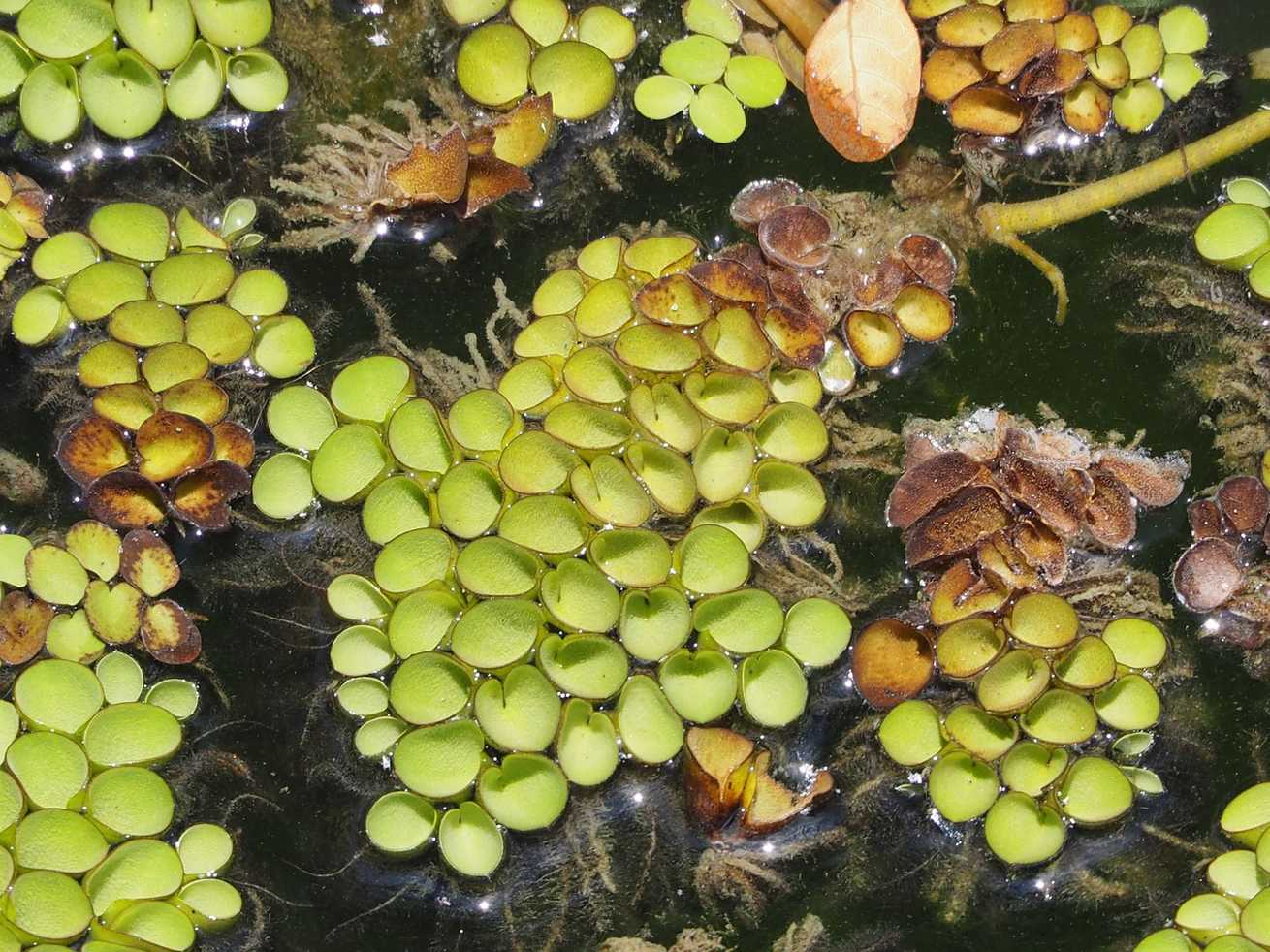 Salvinia cucullata