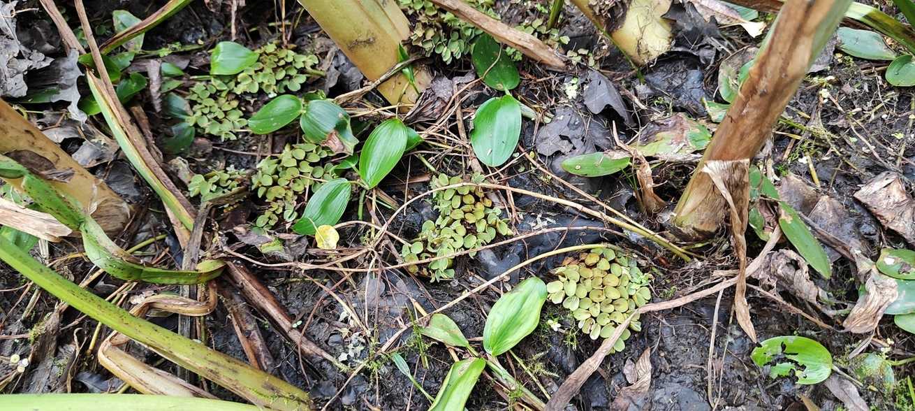 Salvinia cucullata