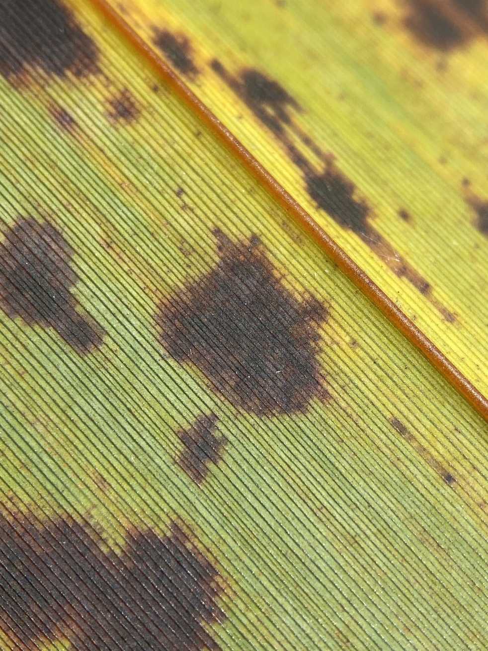 Periconiella