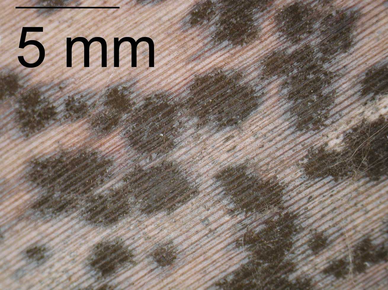 Periconiella