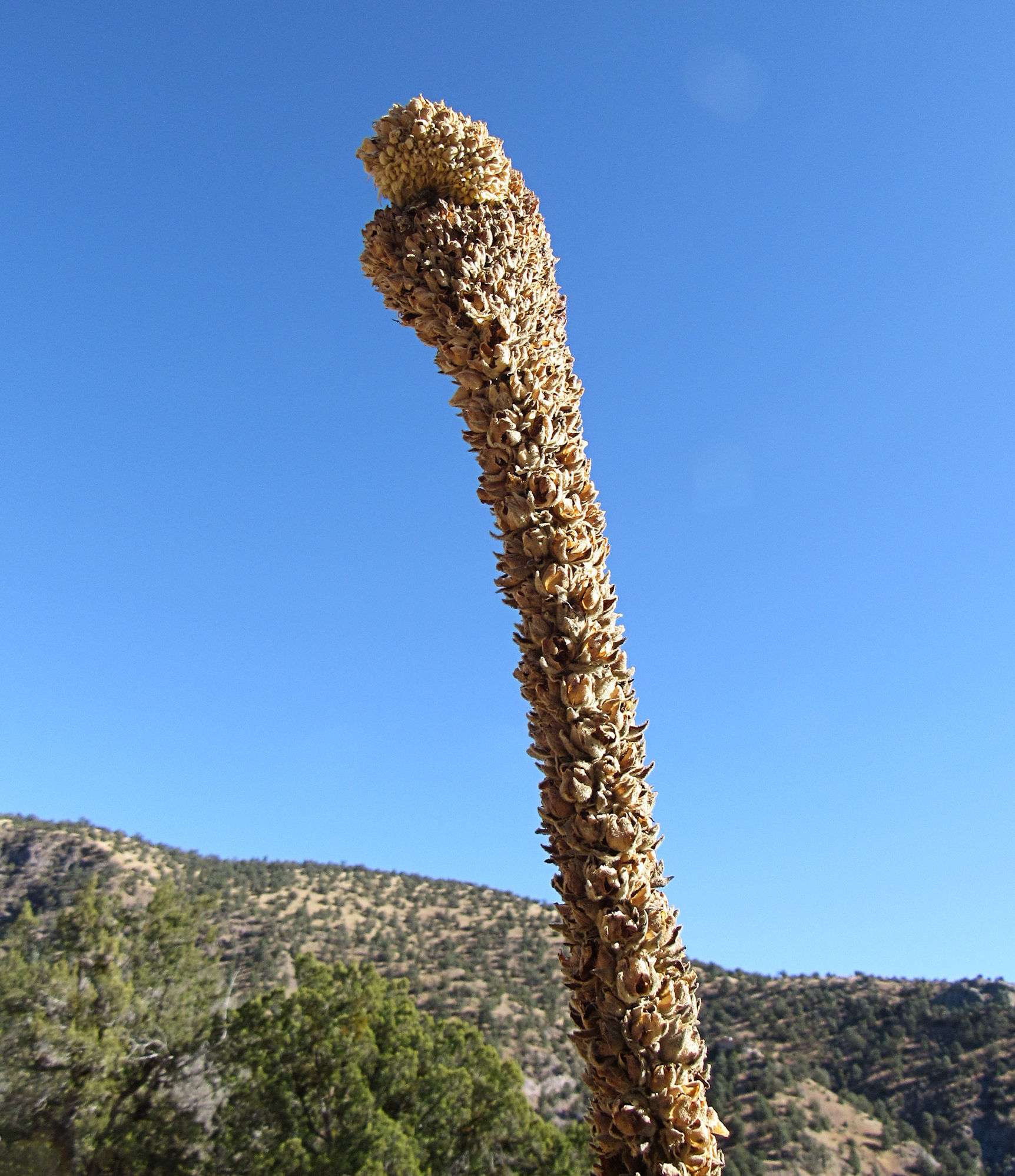 Verbascum thapsus