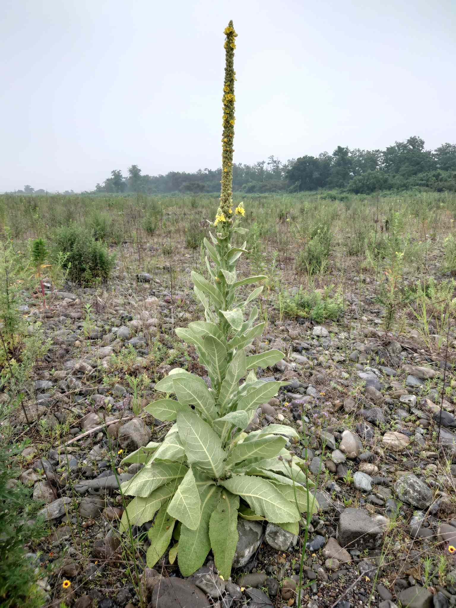 Verbascum thapsus