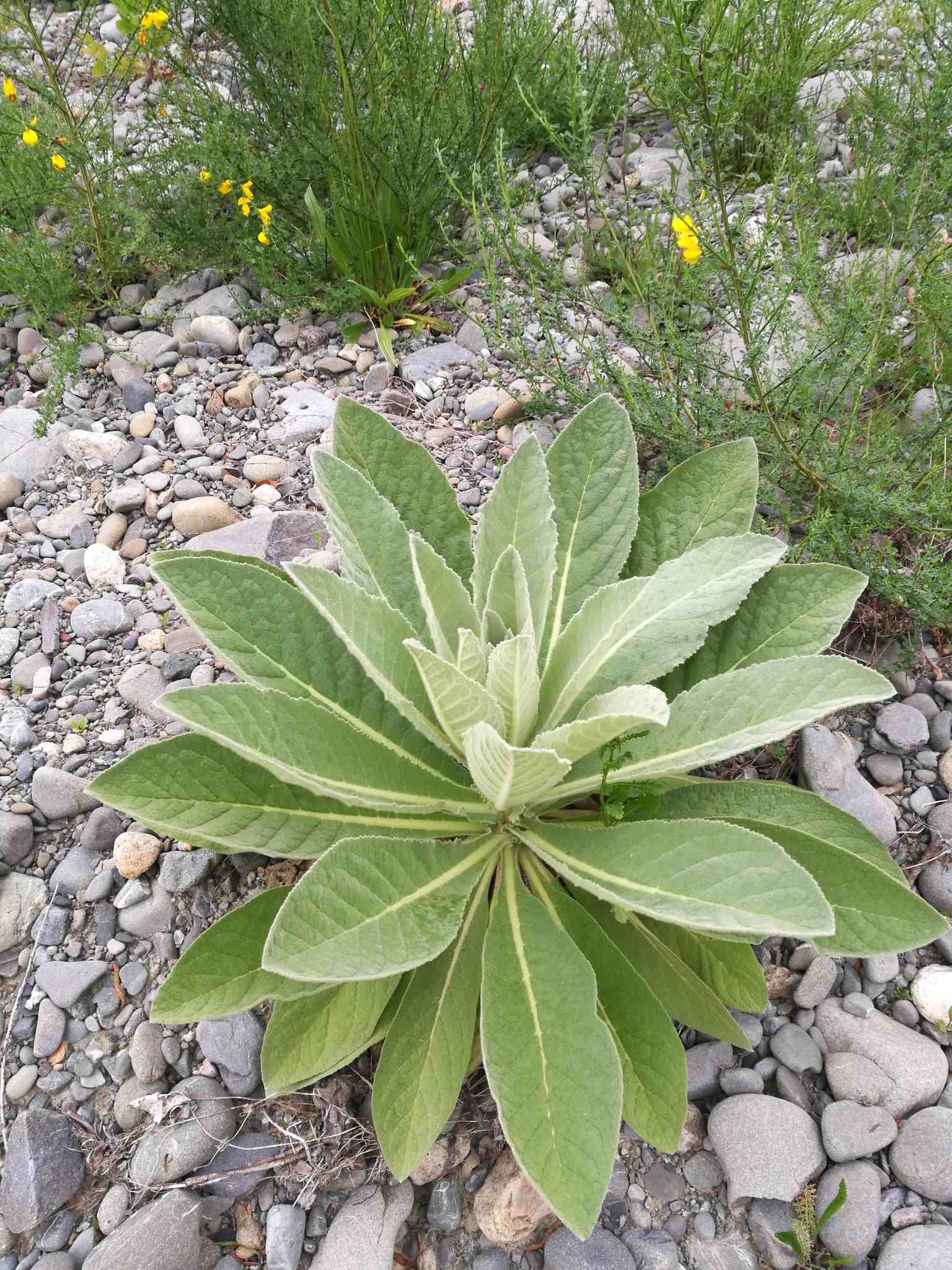 Verbascum thapsus