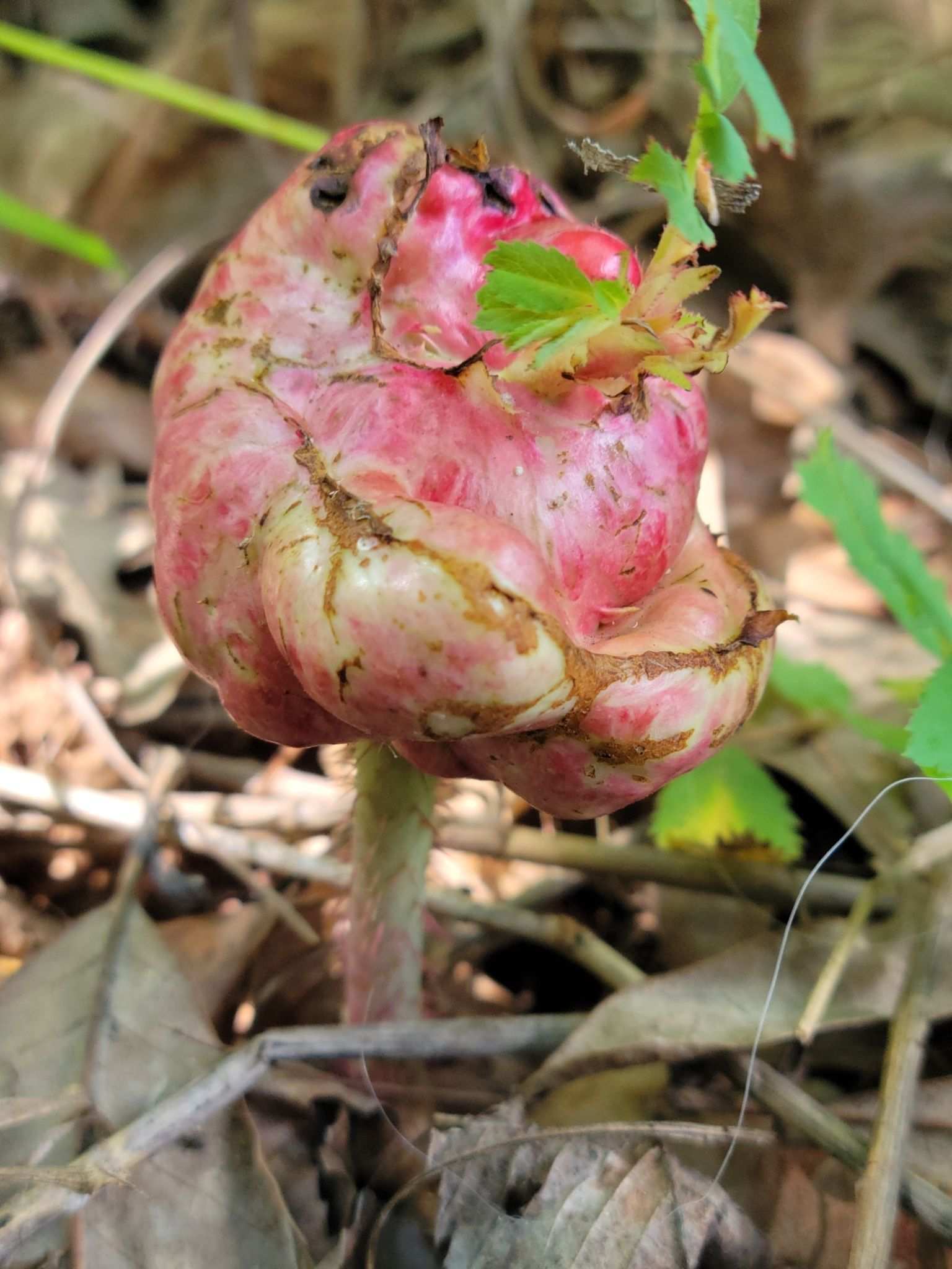 Diplolepis radicum