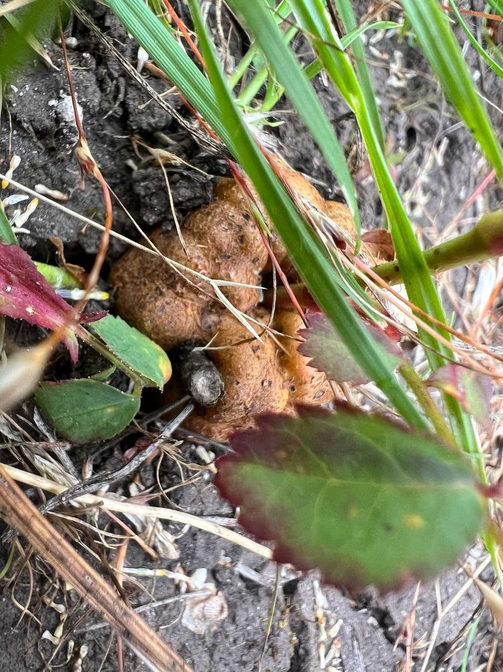 Diplolepis radicum