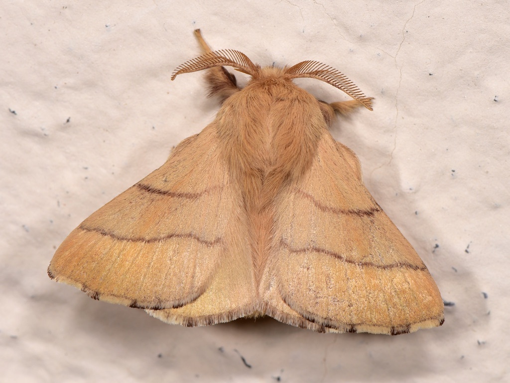 Malacosoma neustria