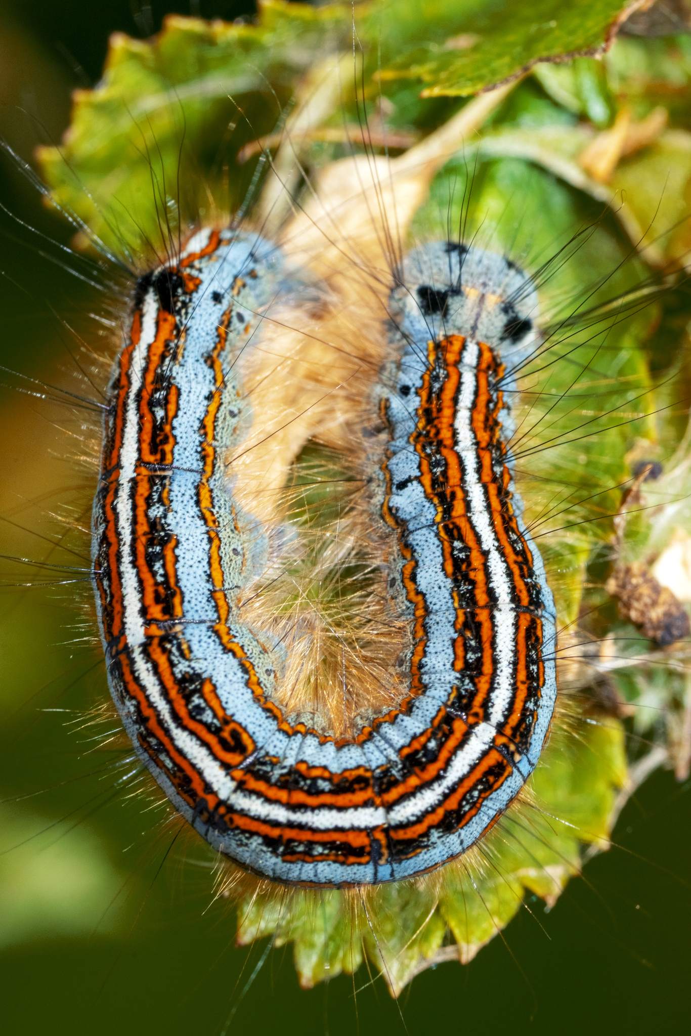 Malacosoma neustria