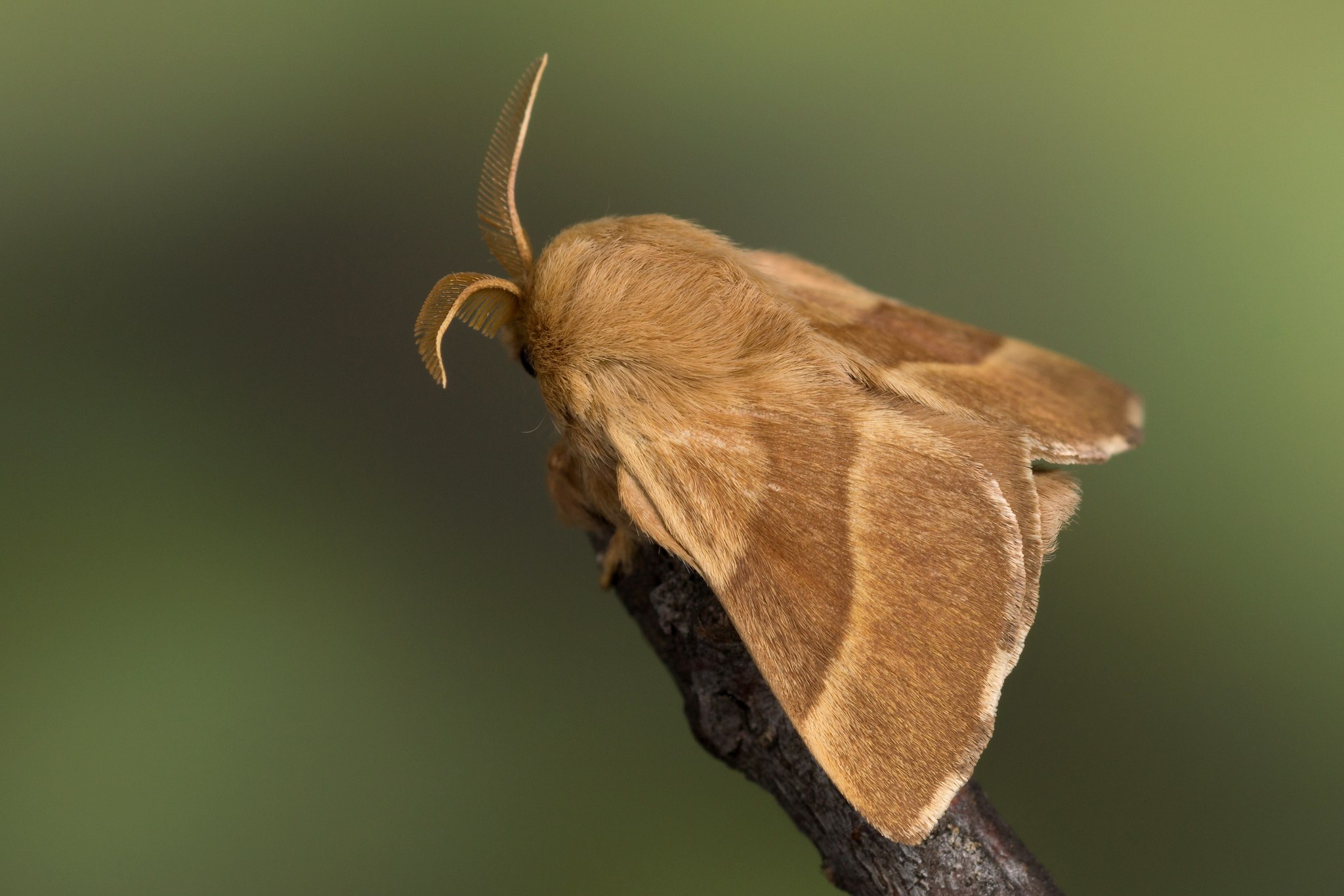 Malacosoma neustria