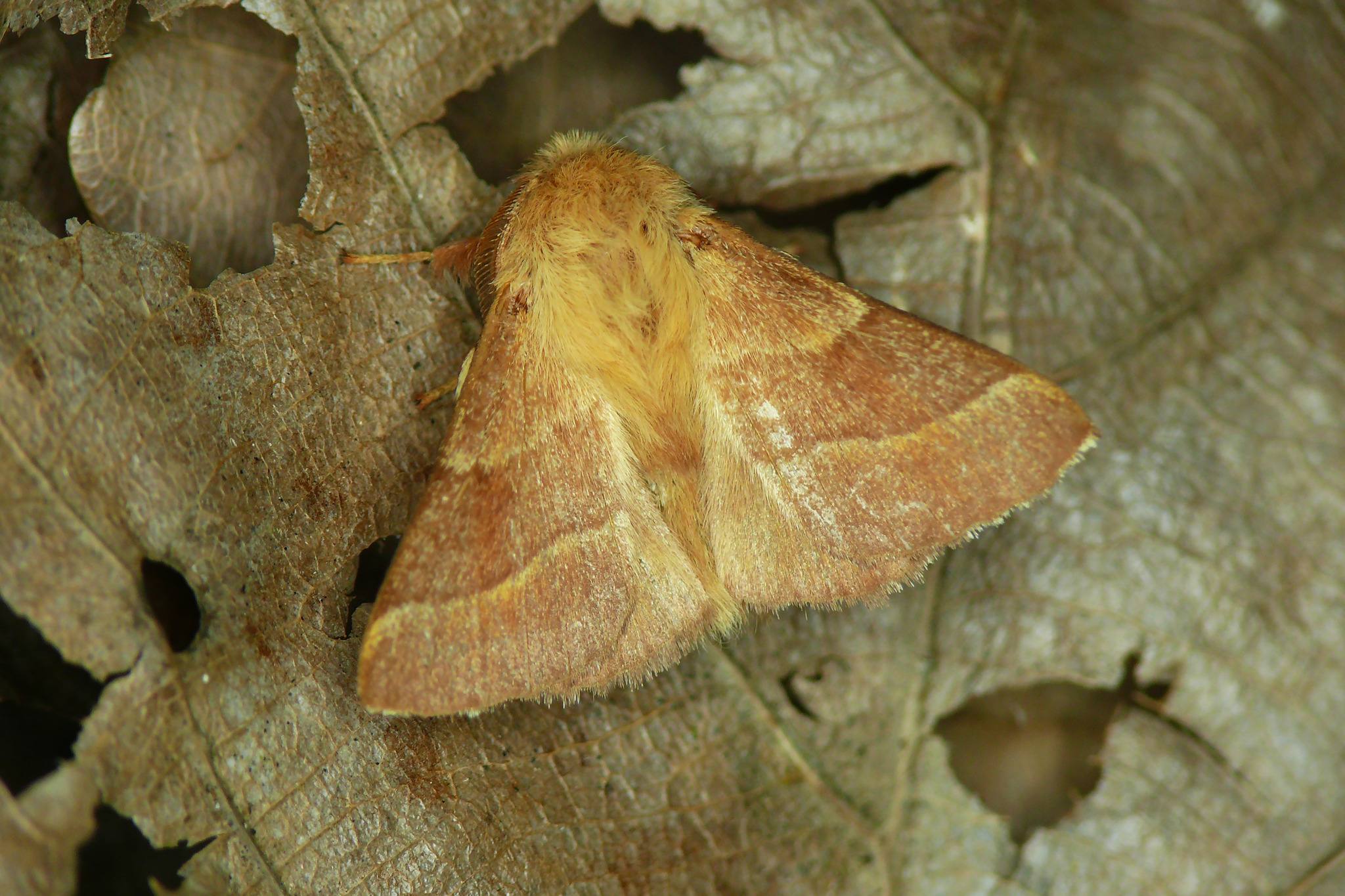 Malacosoma neustria