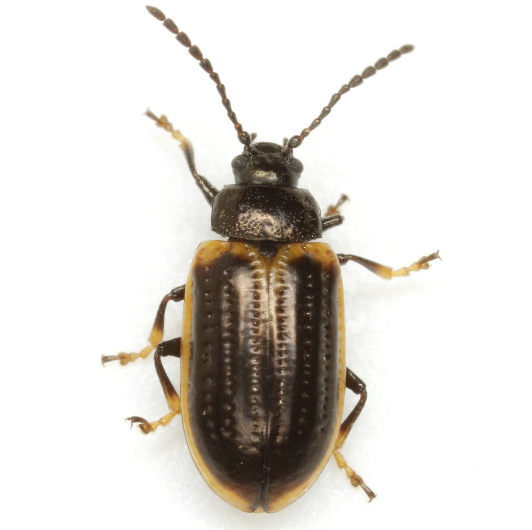 Microtheca ochroloma