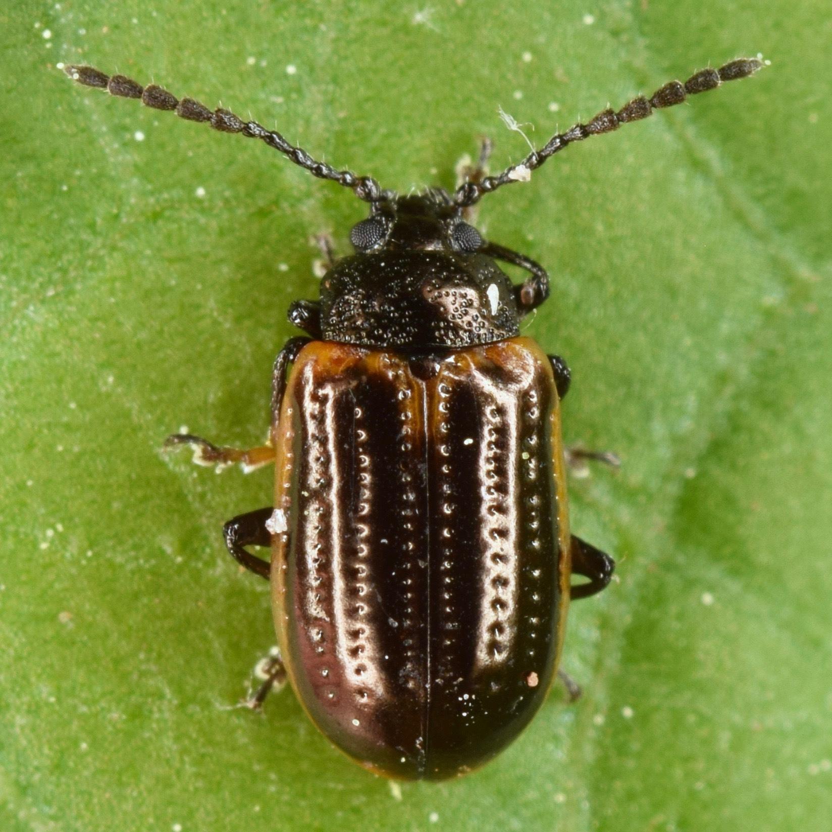Microtheca ochroloma