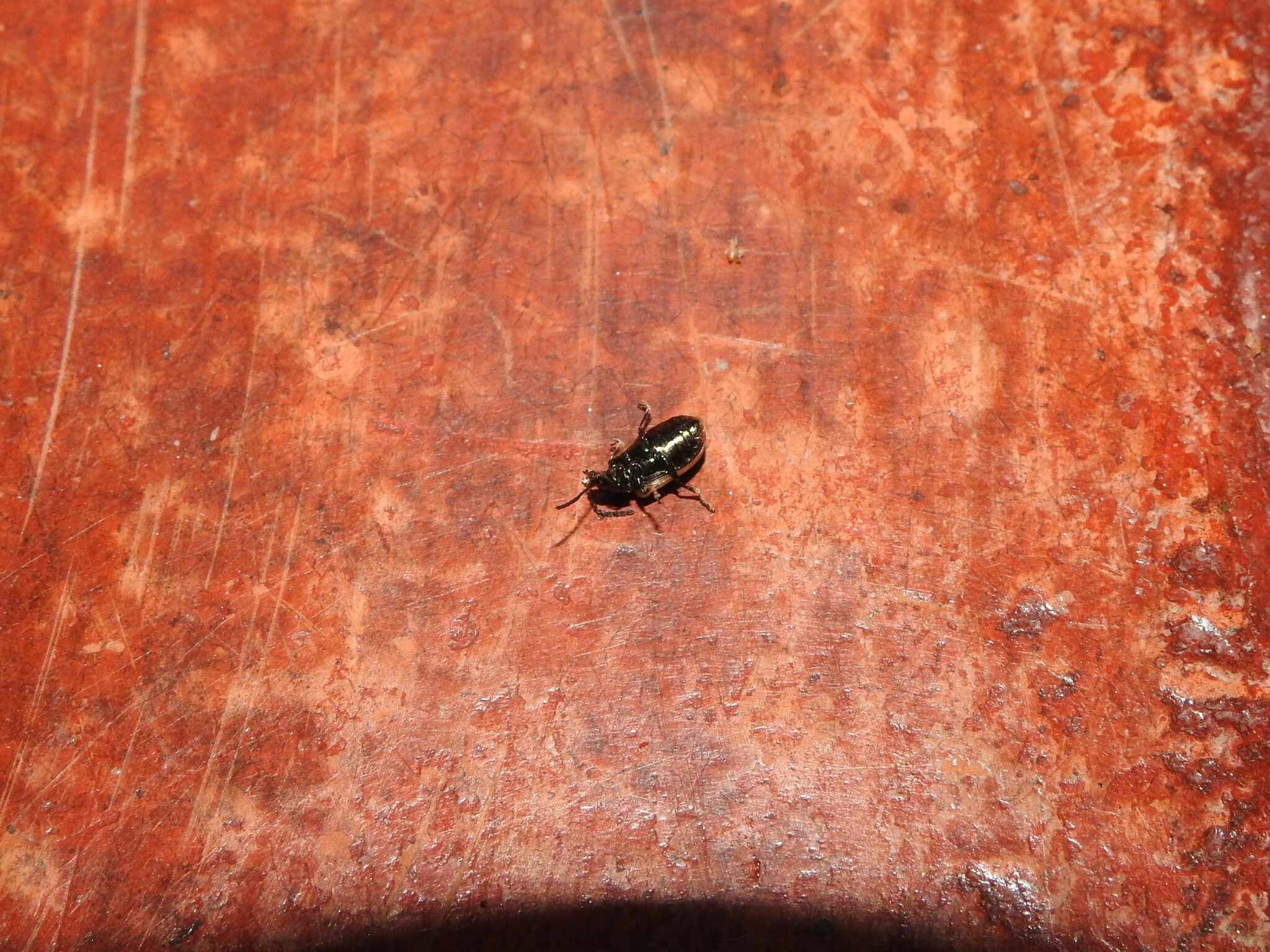 Microtheca ochroloma