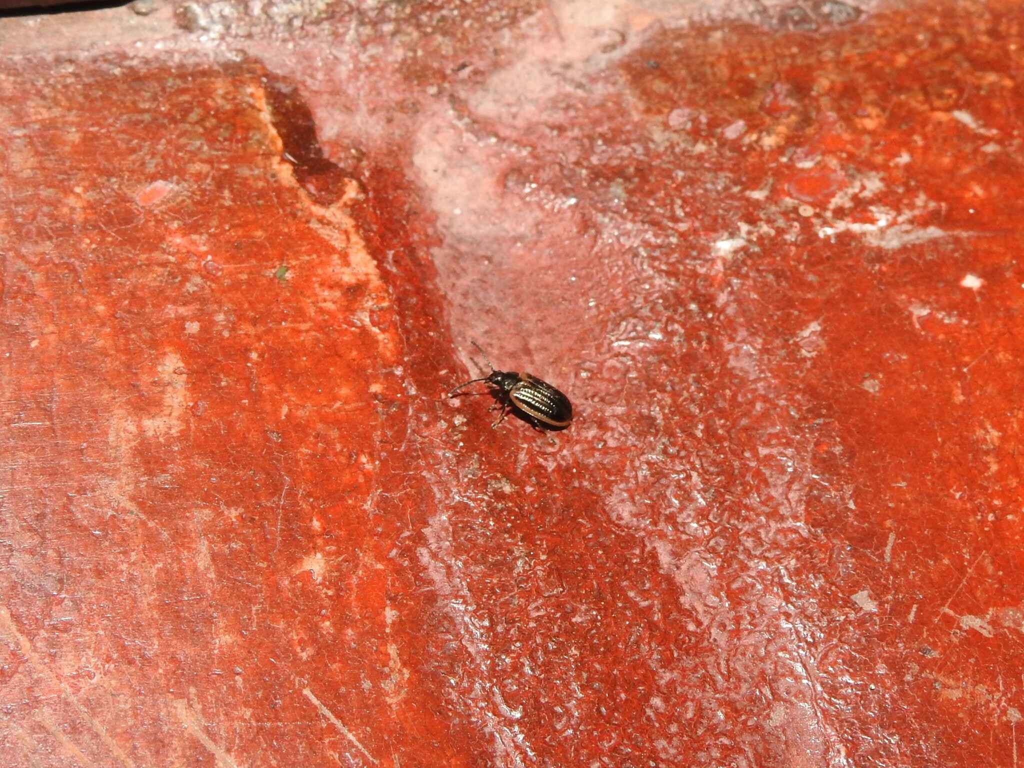 Microtheca ochroloma