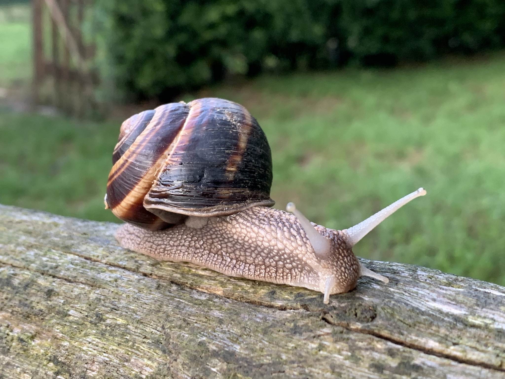 Helix lucorum