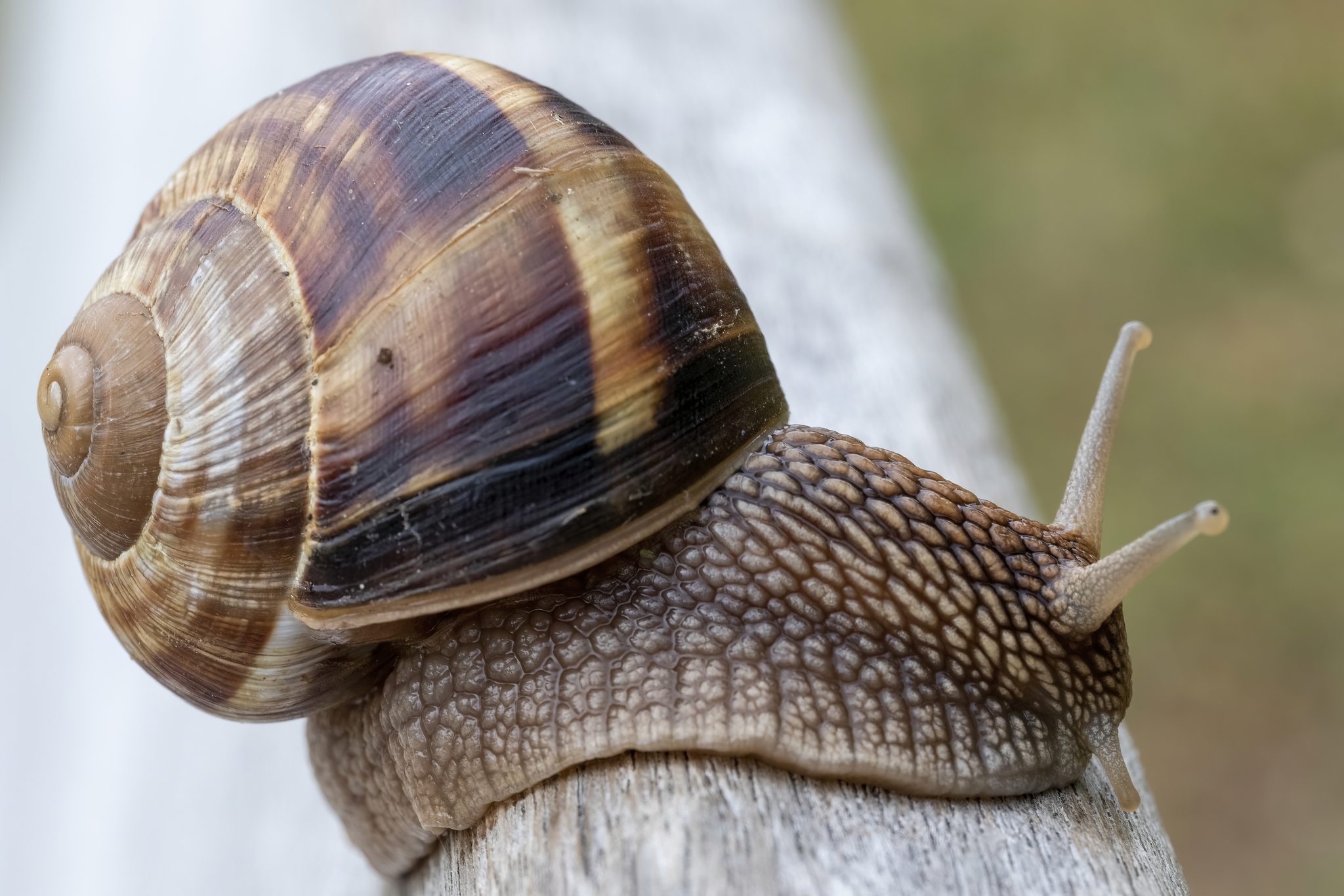 Helix lucorum