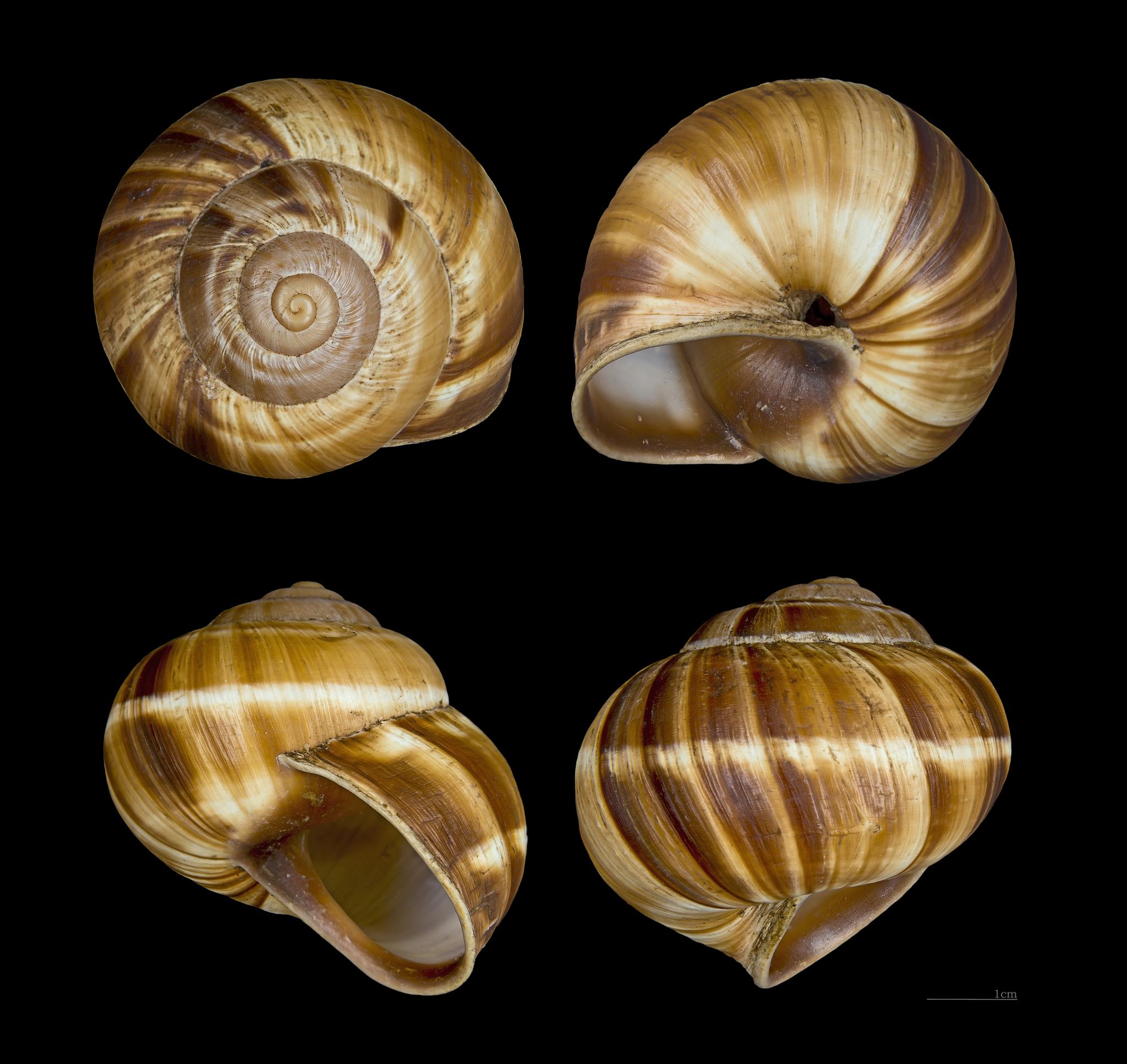 Helix lucorum