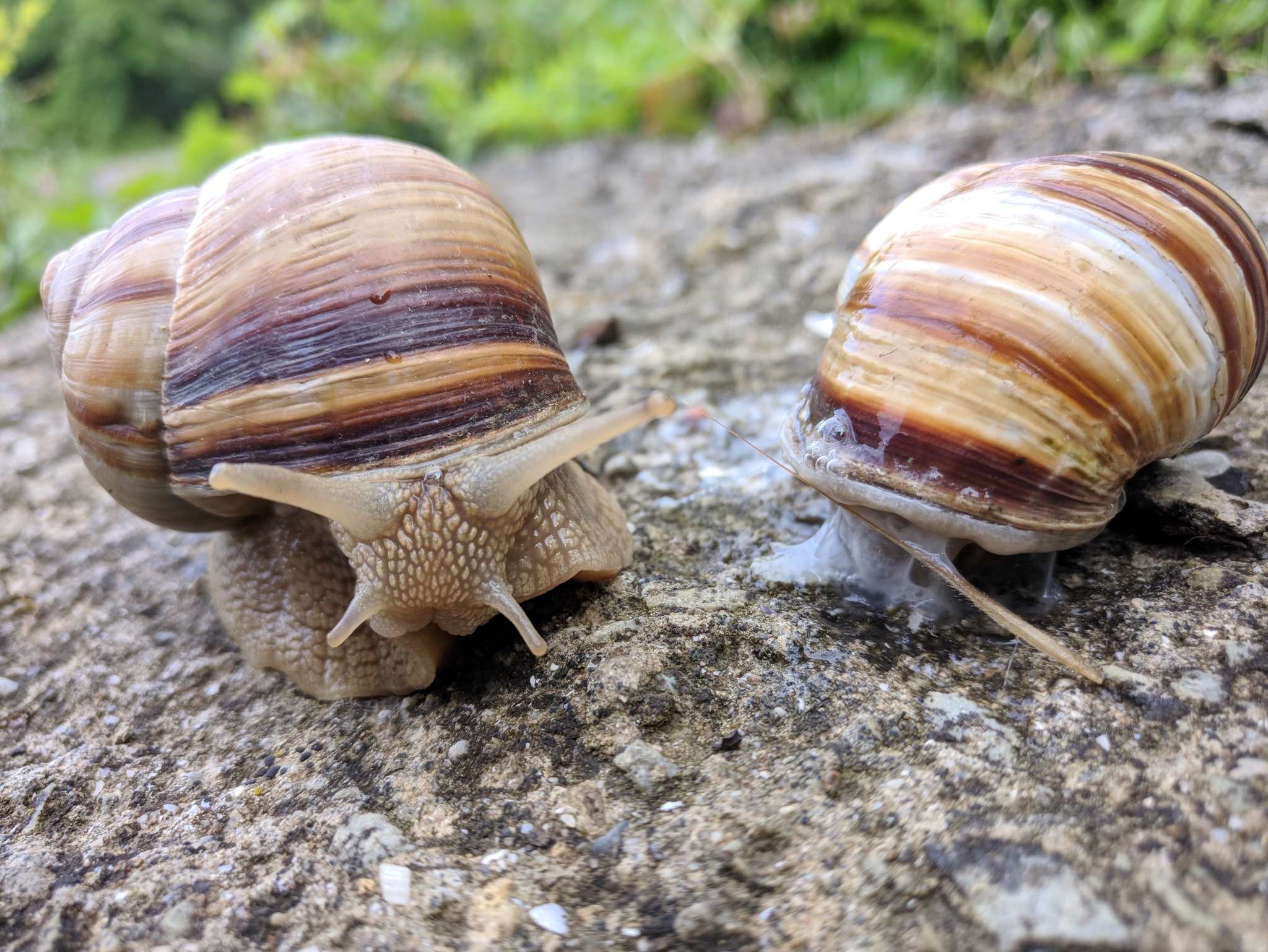 Helix lucorum