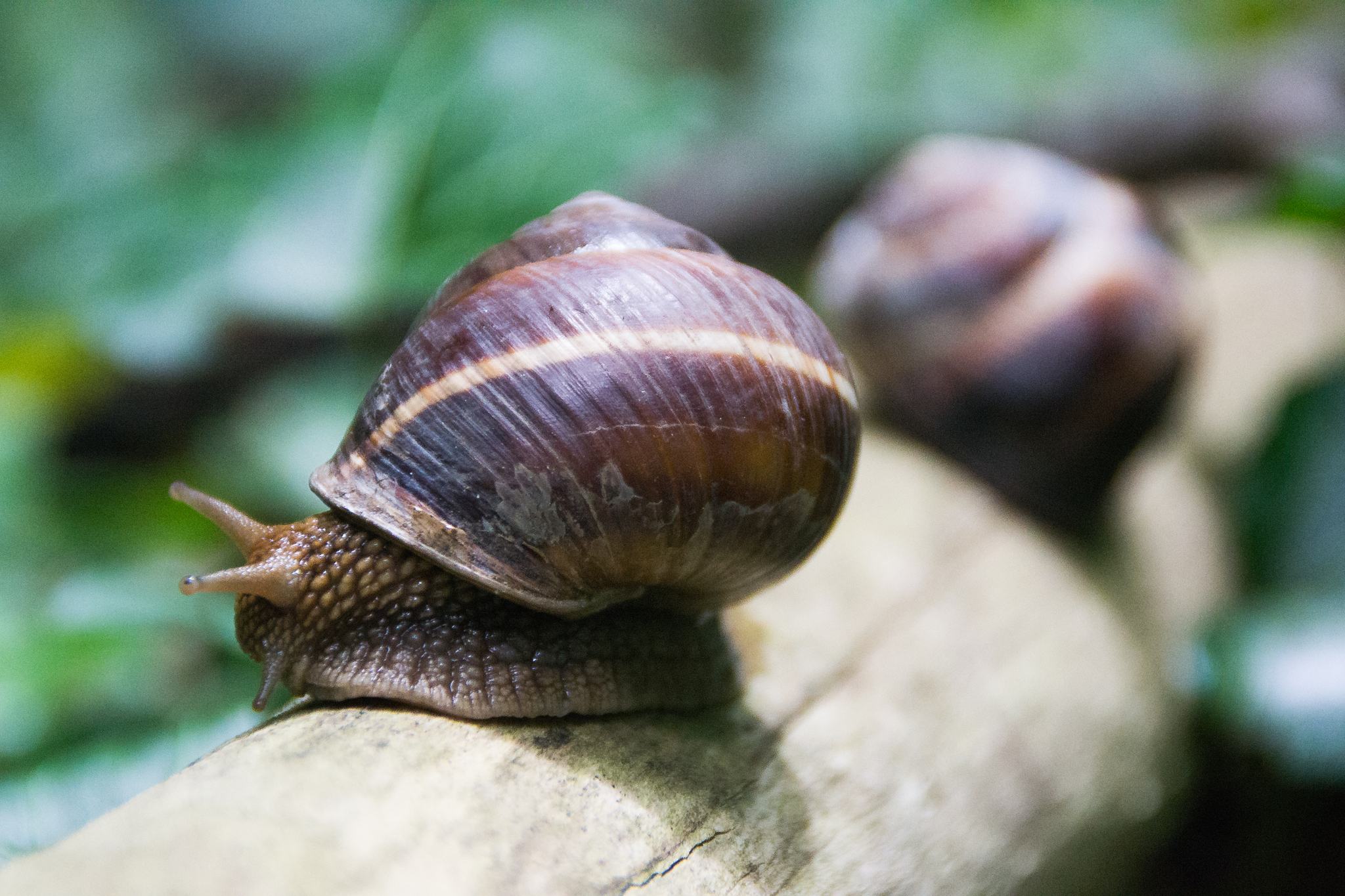 Helix lucorum