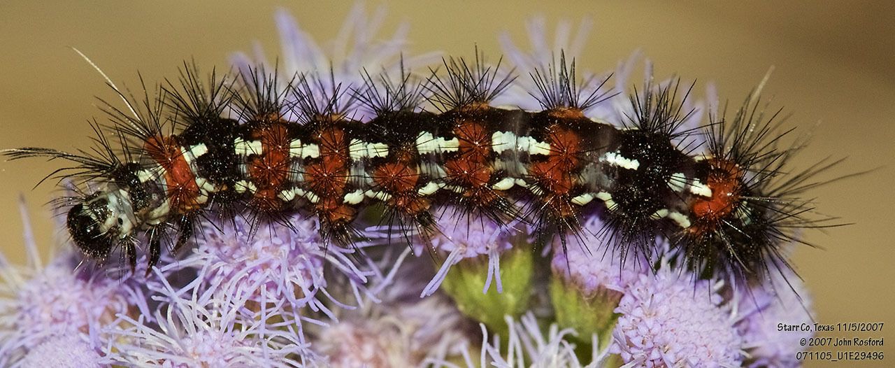 Pareuchaetes