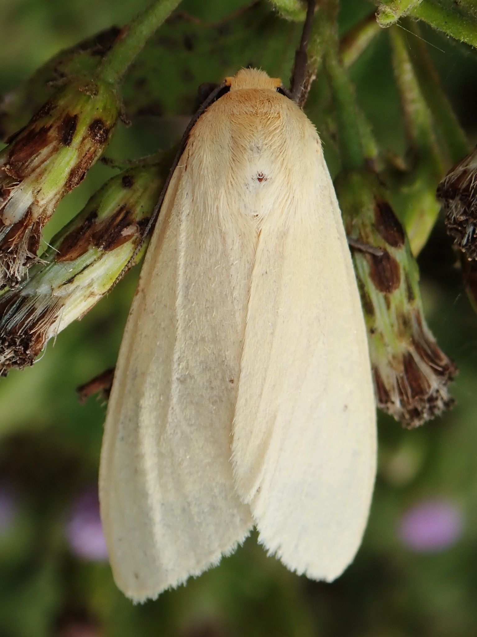 Pareuchaetes