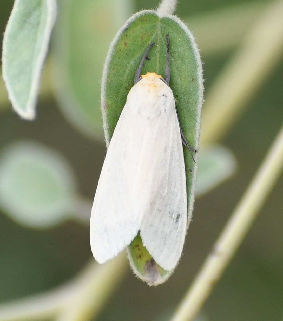 Pareuchaetes