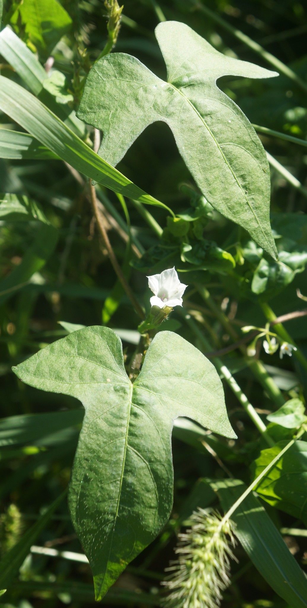 Ipomoea lacunosa