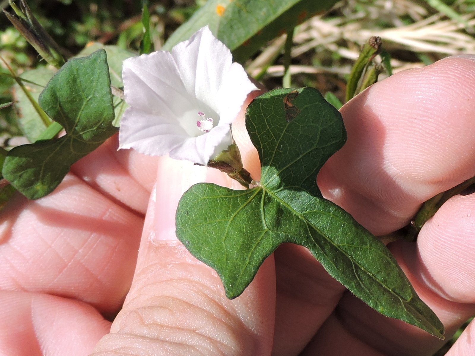 Ipomoea lacunosa