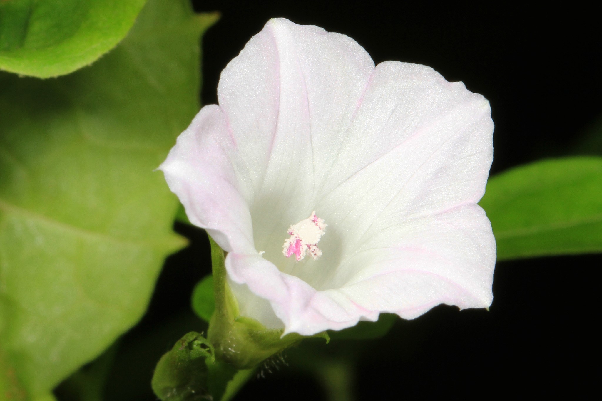 Ipomoea lacunosa