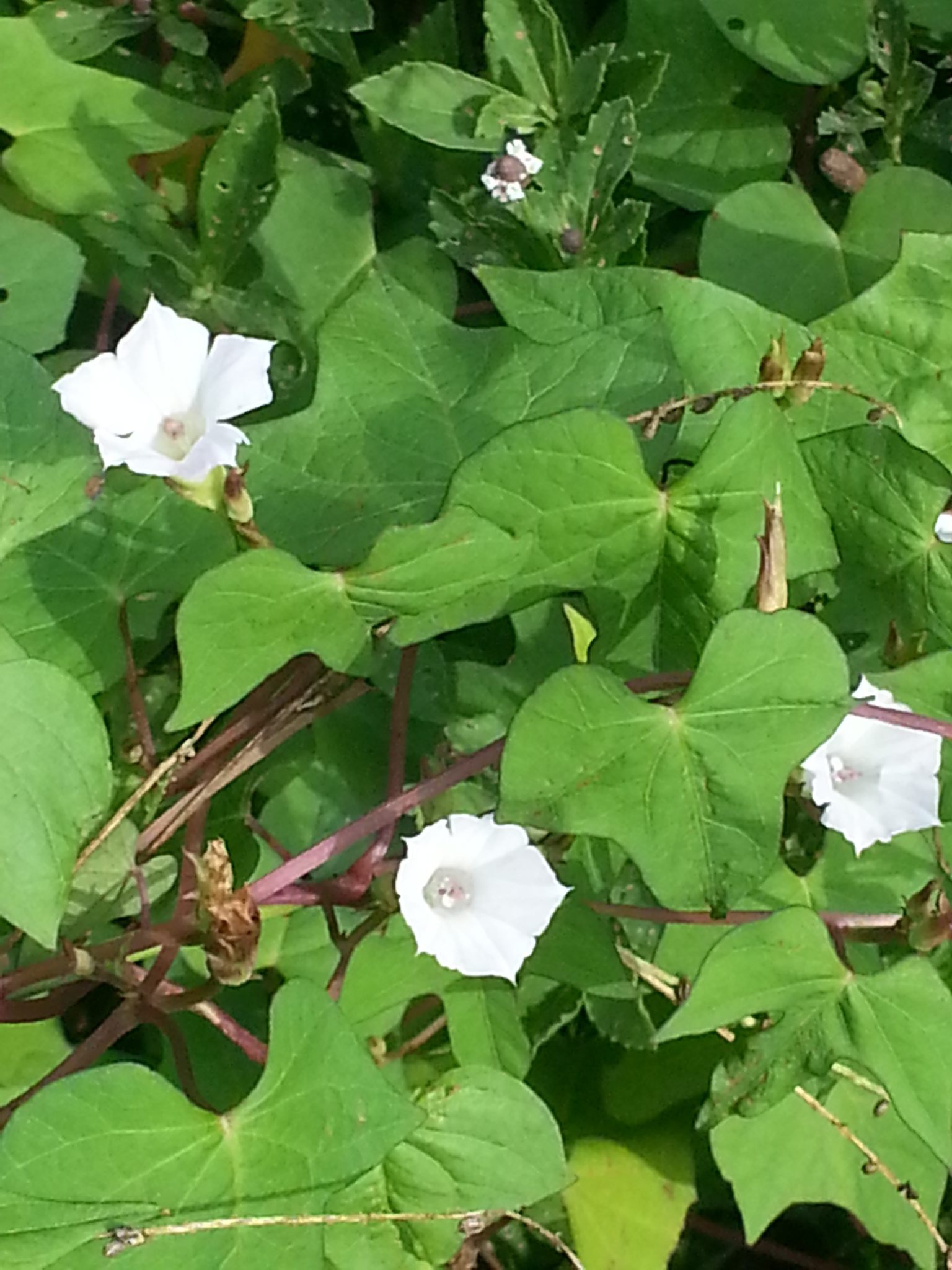 Ipomoea lacunosa