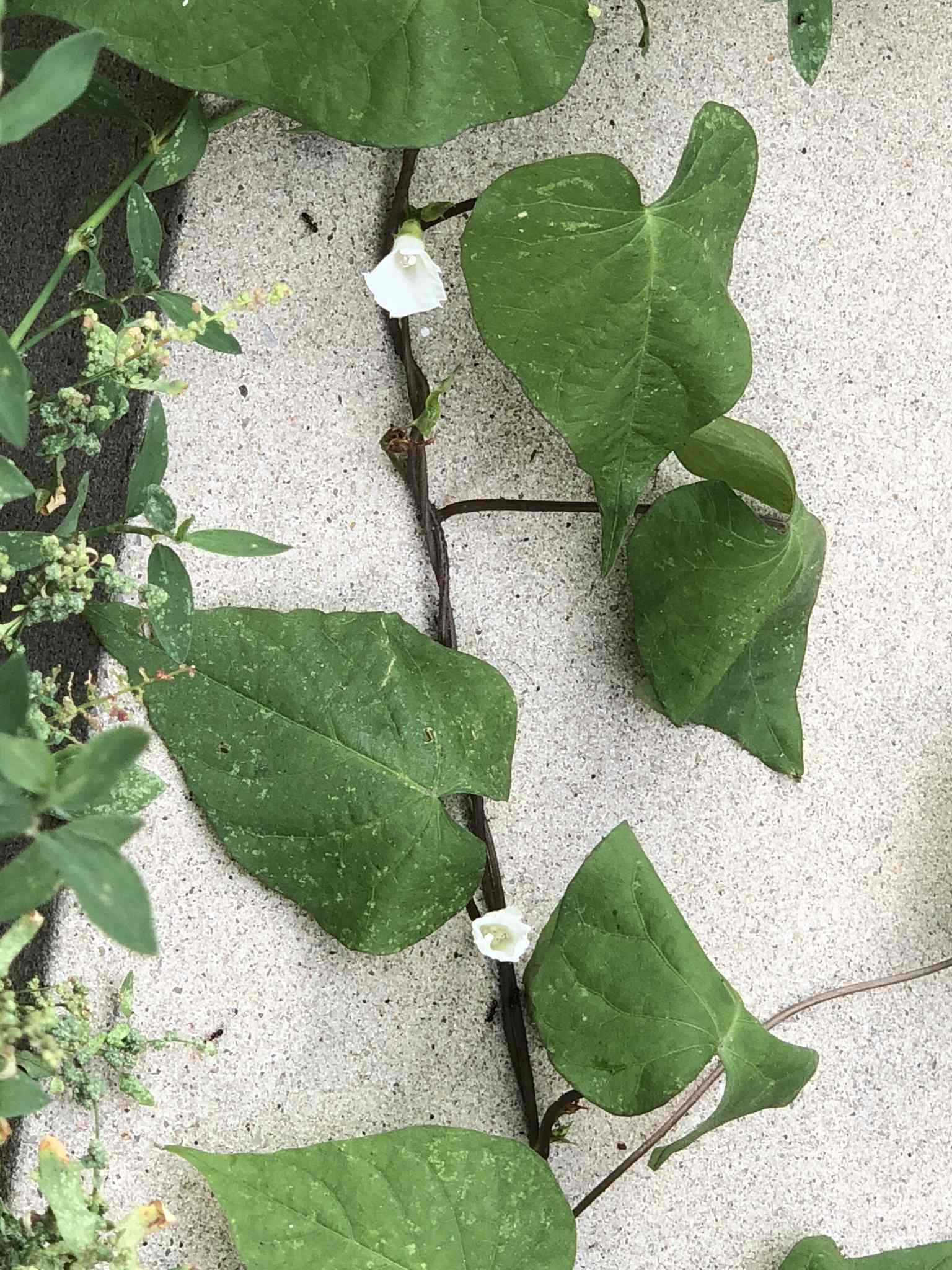 Ipomoea lacunosa