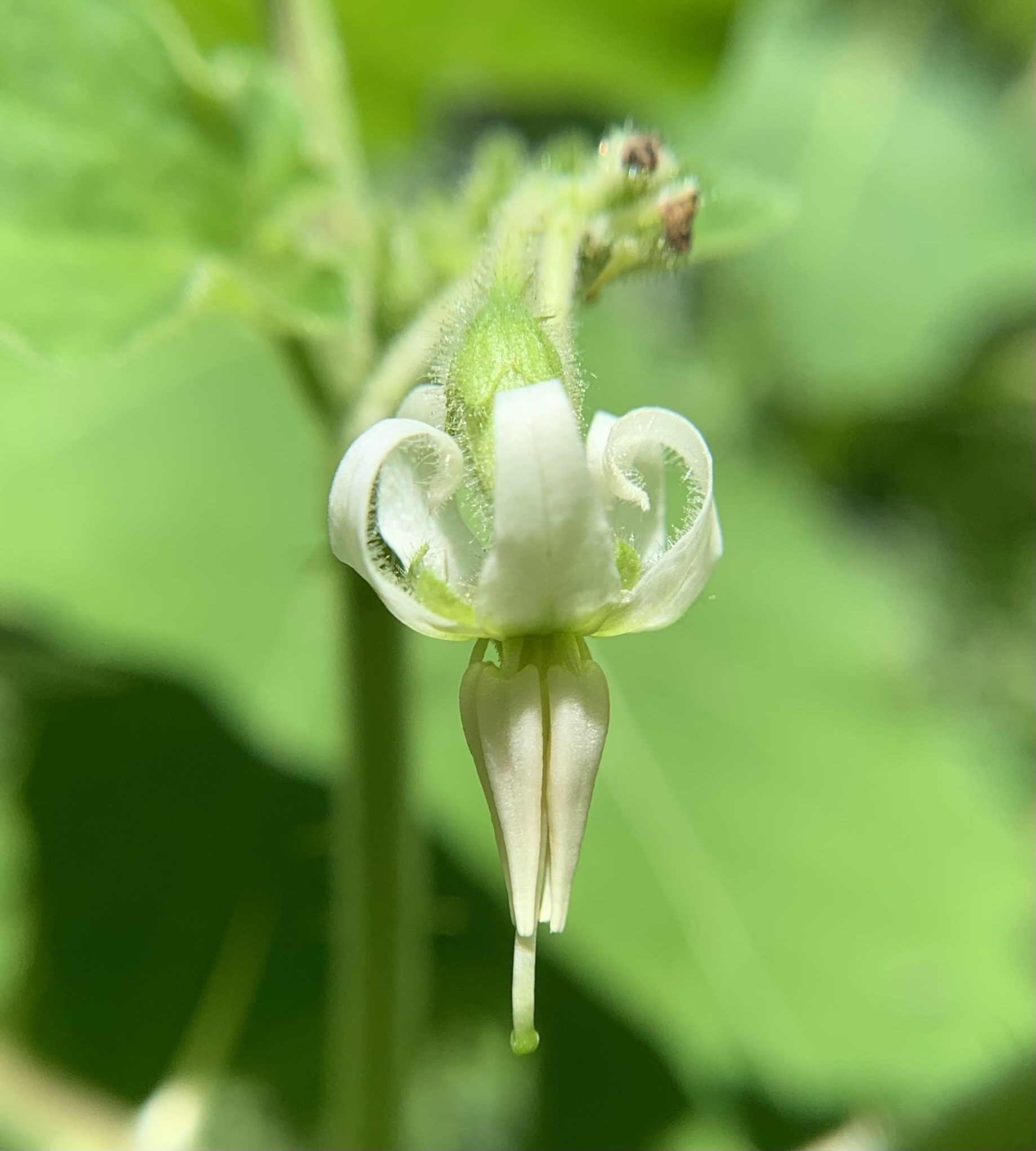 Solanum viarum
