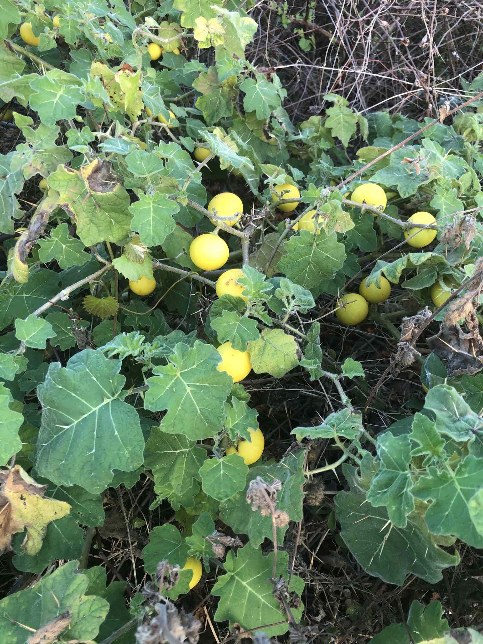 Solanum viarum