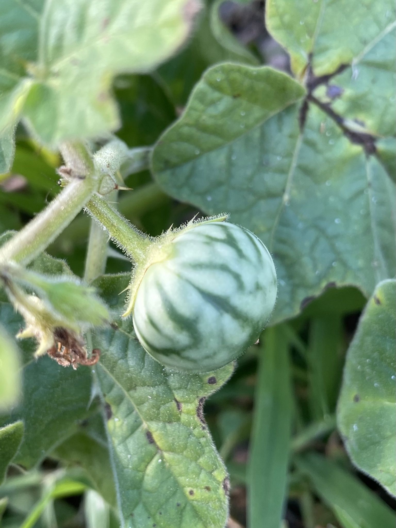 Solanum viarum