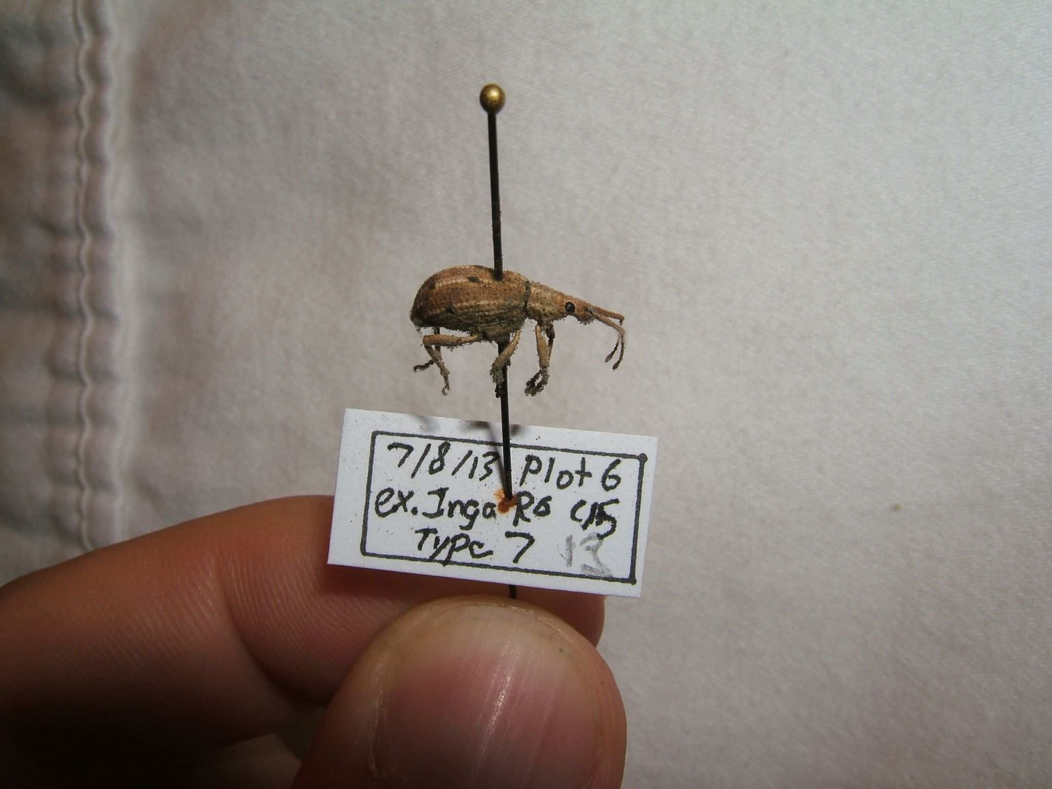 Eustylus sexguttatus