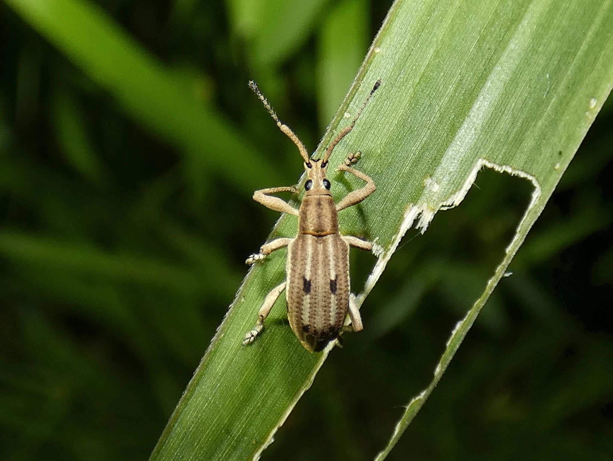 Eustylus sexguttatus