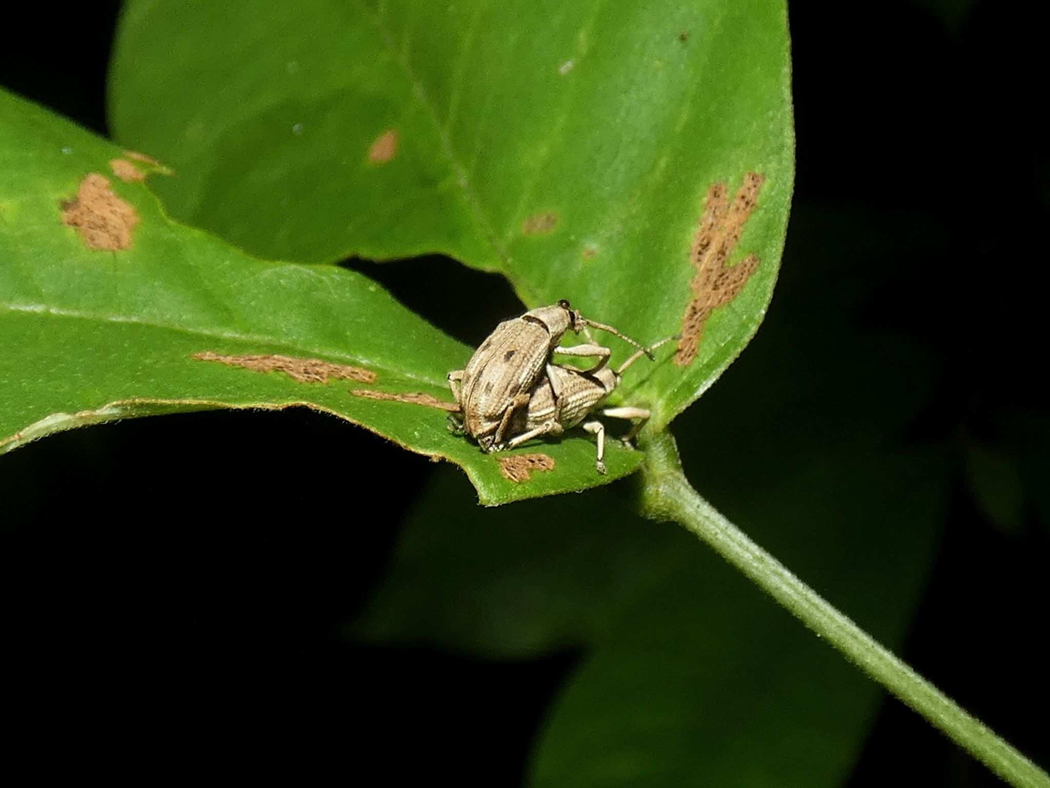 Eustylus sexguttatus