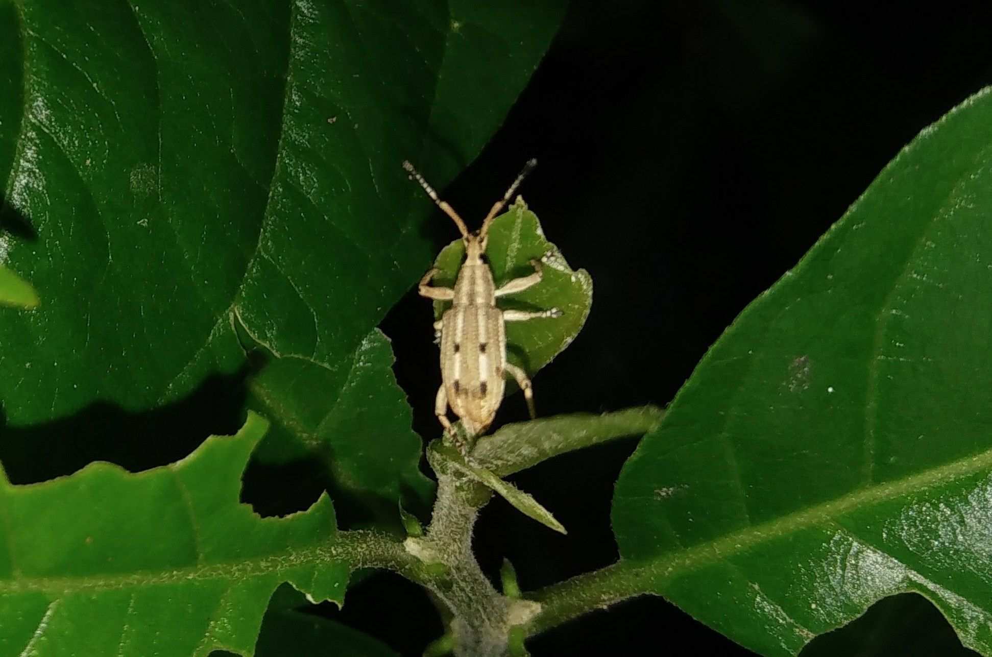Eustylus sexguttatus