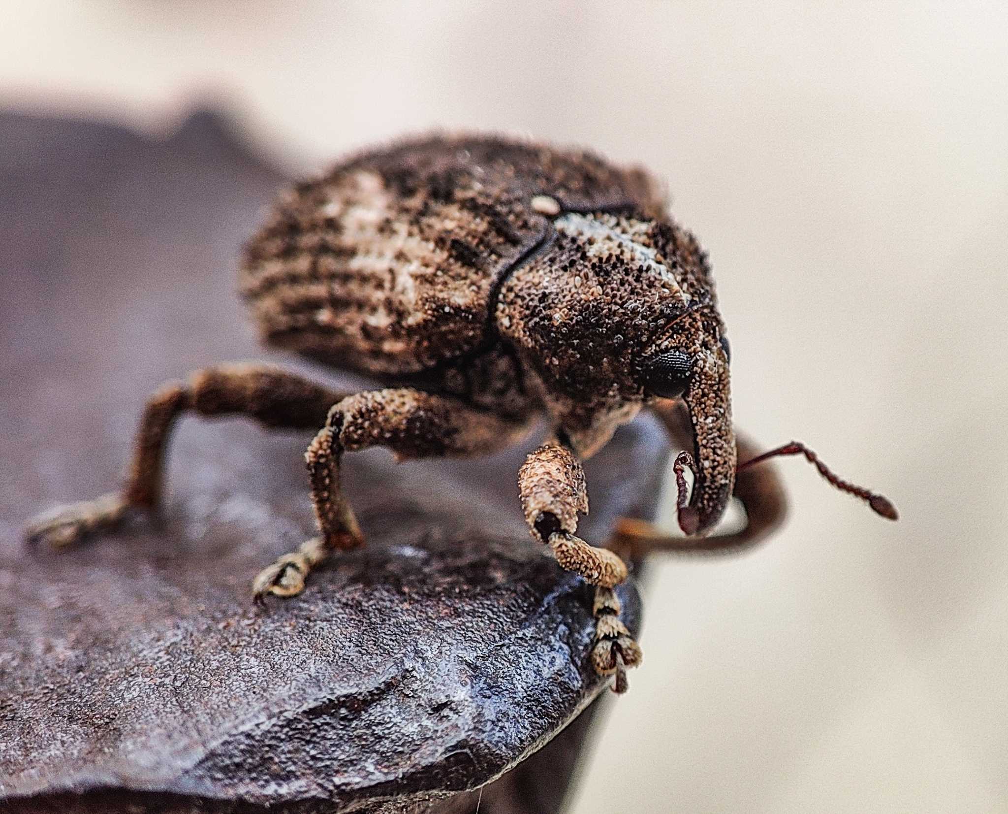 Sternochetus mangiferae
