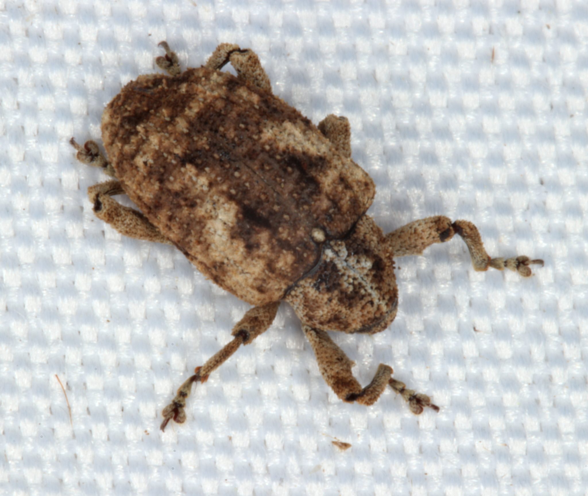 Sternochetus mangiferae