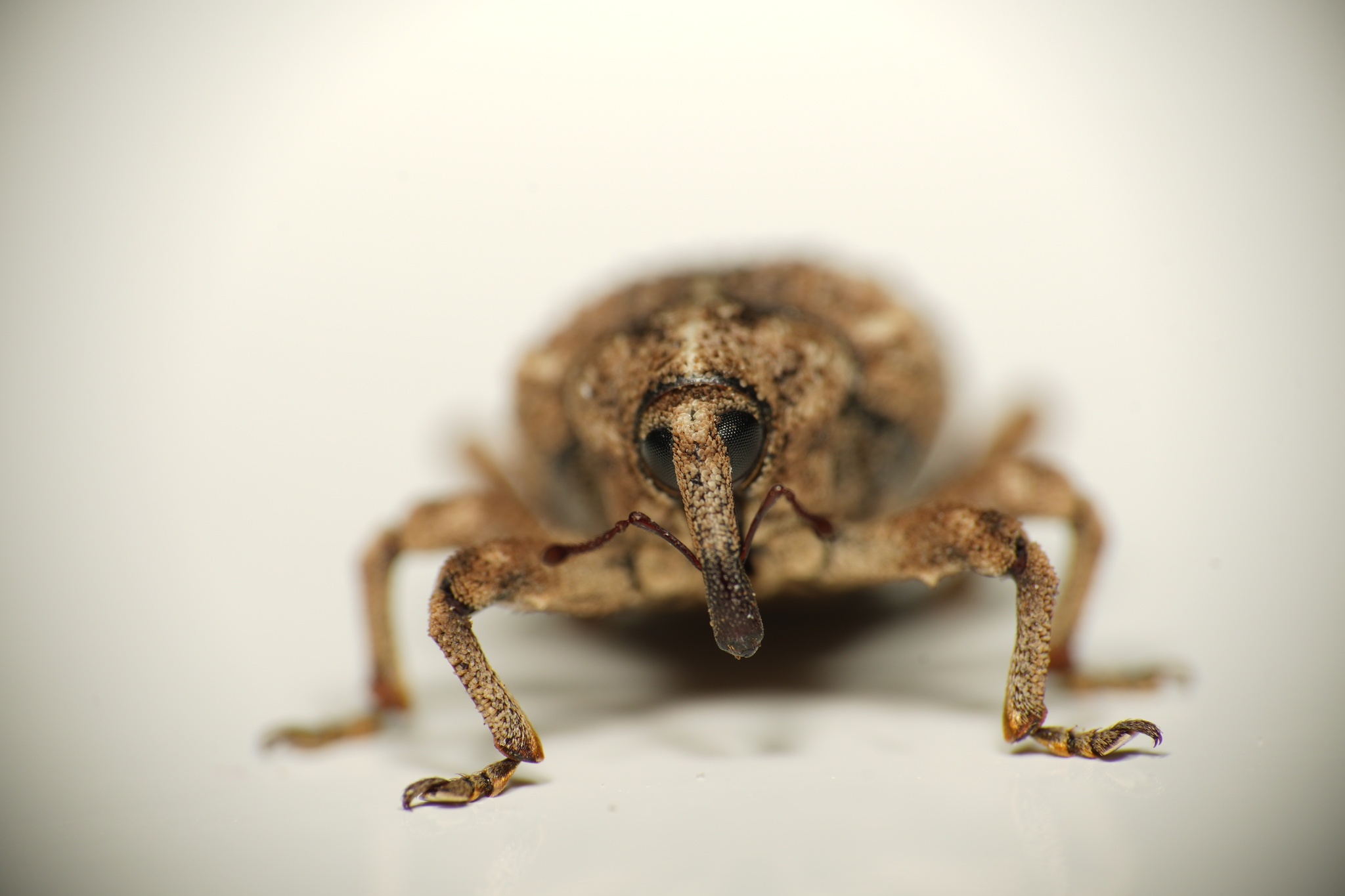 Sternochetus mangiferae