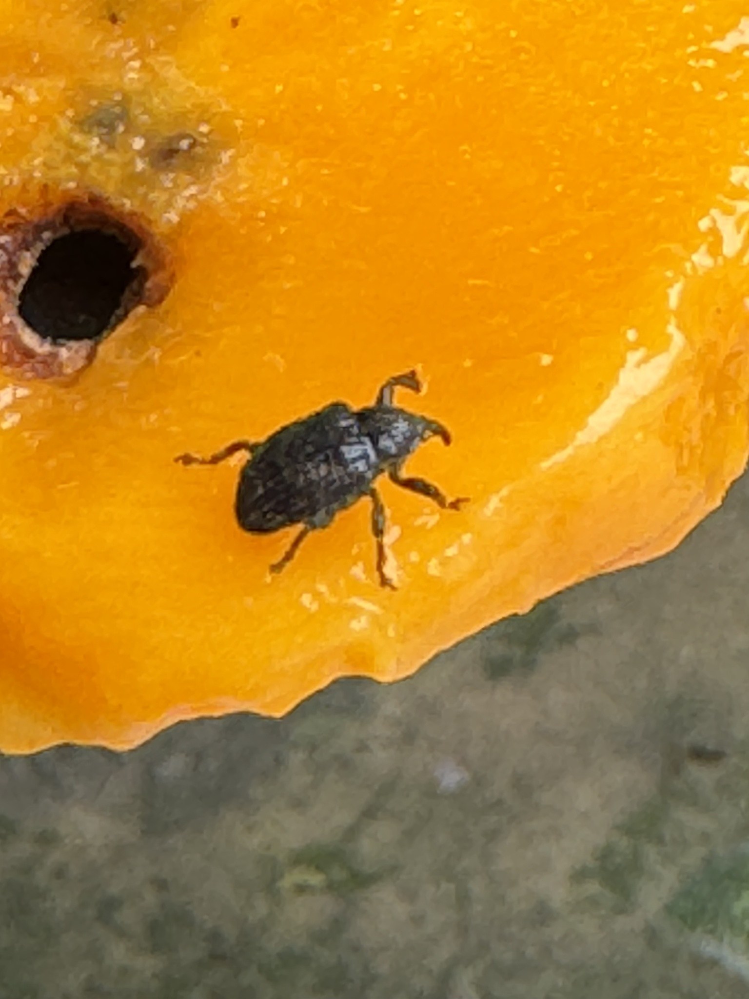 Sternochetus mangiferae