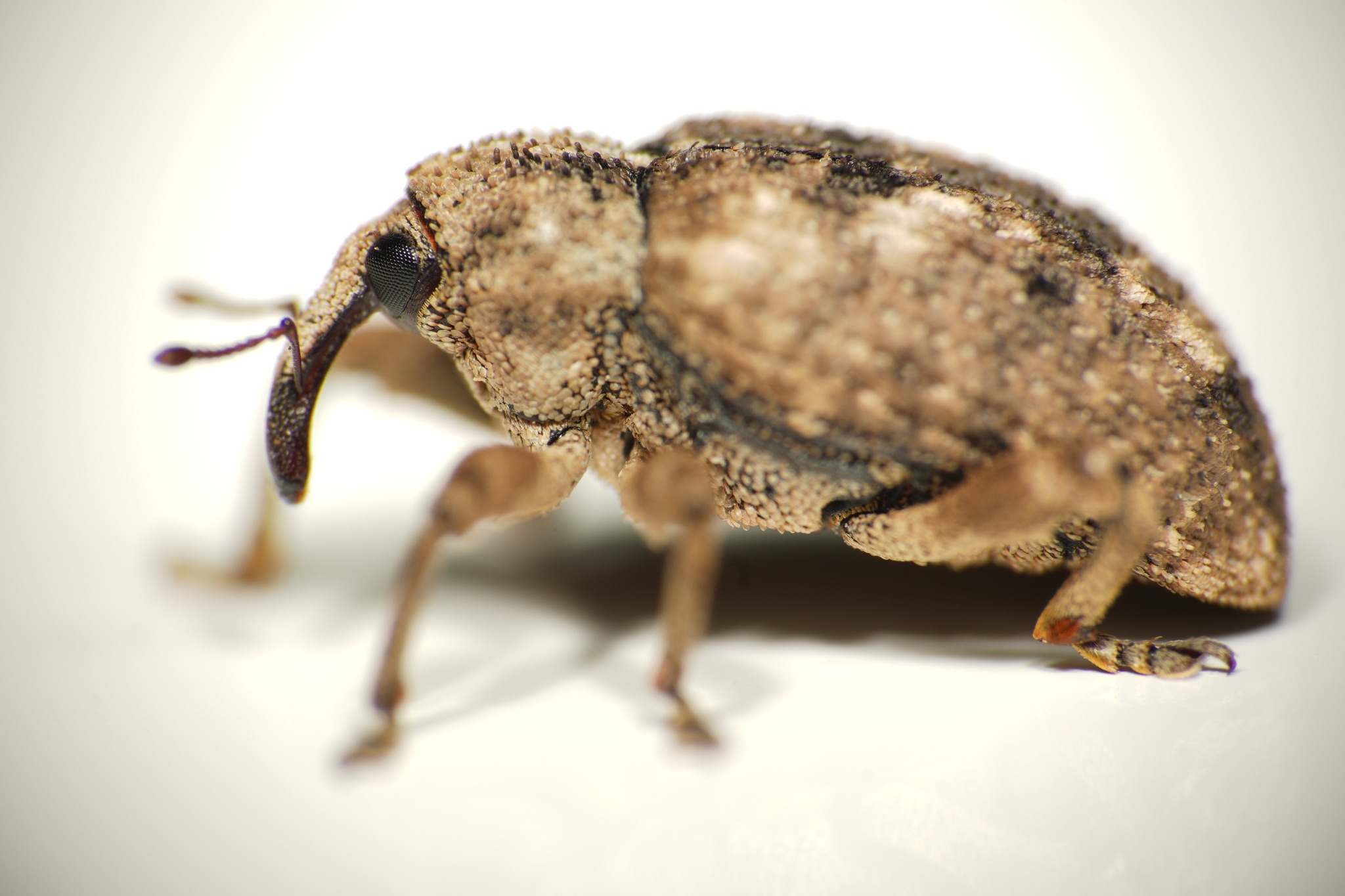 Sternochetus mangiferae