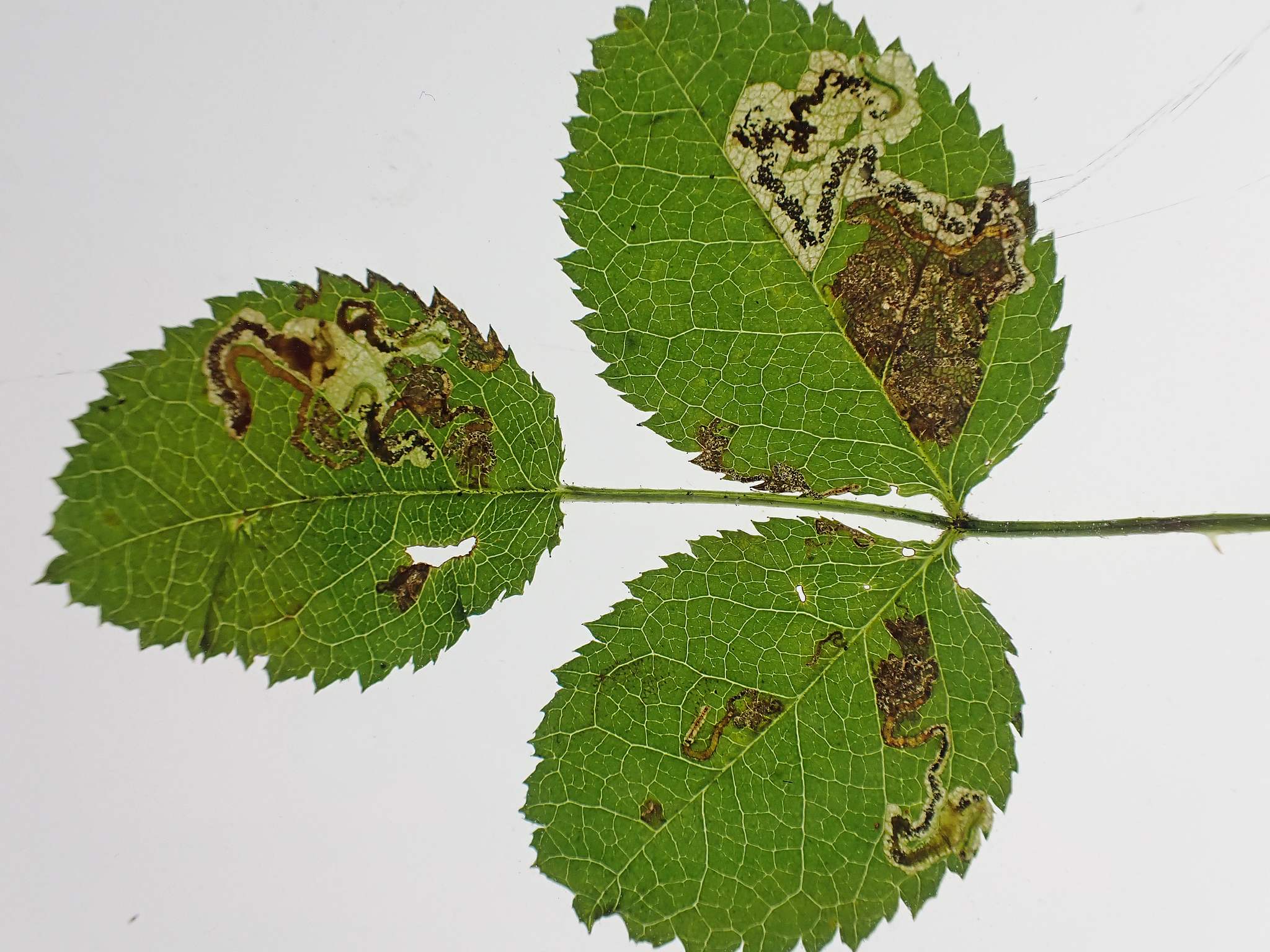 Ectoedemia angulifasciella