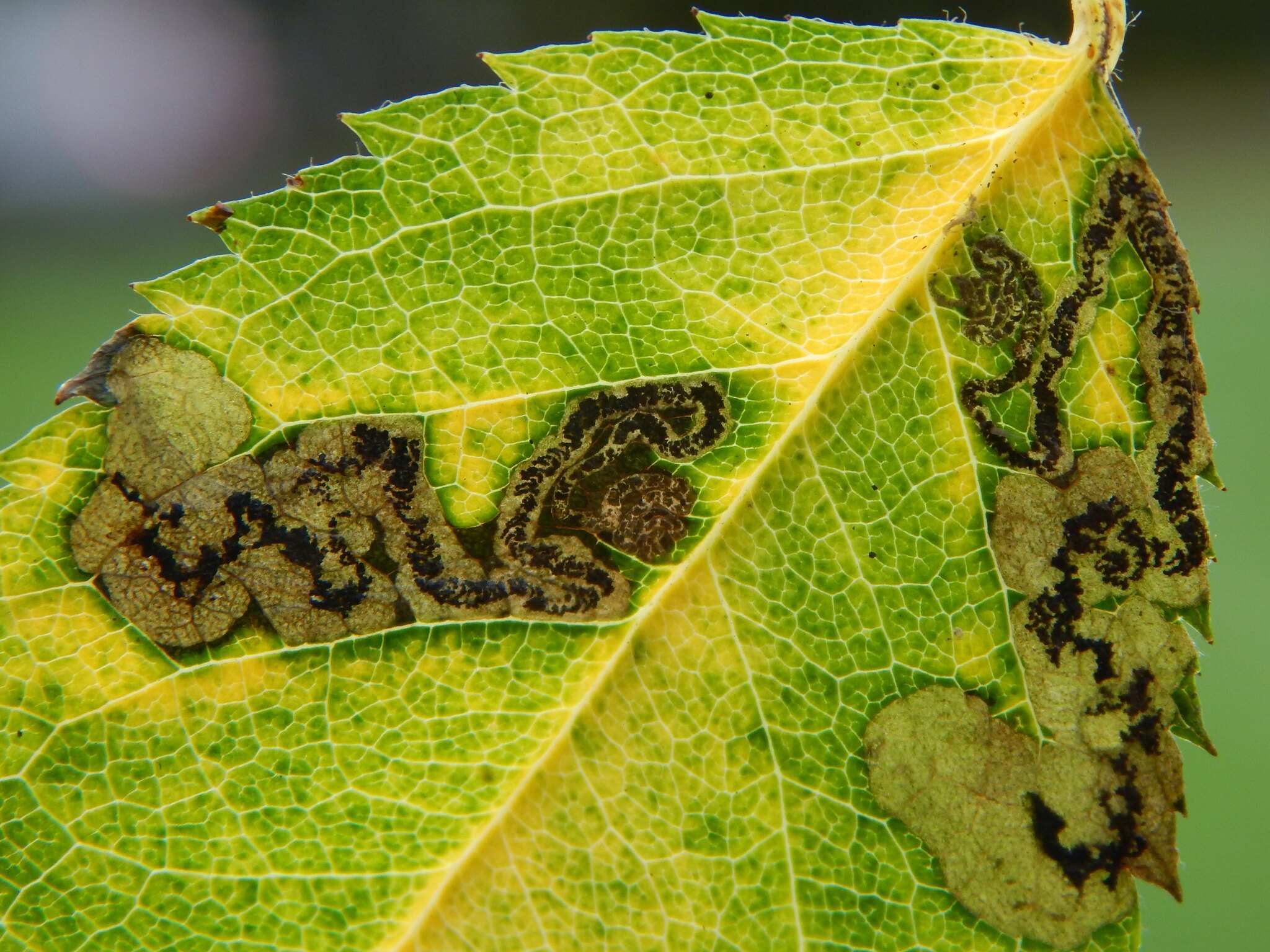Ectoedemia angulifasciella